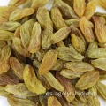 Xinjiang Uvas a granel secas Sweet Golden Pasas Kismis